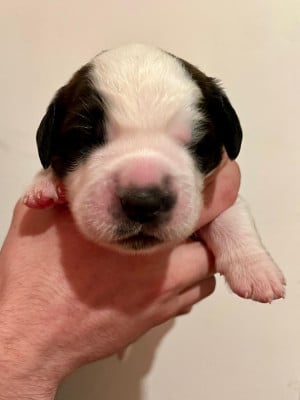 Balma - Chien du Saint-Bernard