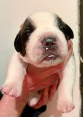 Buck - Chien du Saint-Bernard