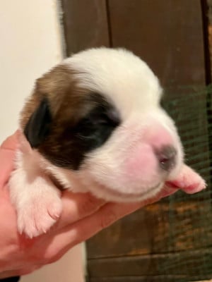 Basil - Chien du Saint-Bernard