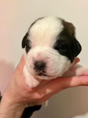 Boom - Chien du Saint-Bernard