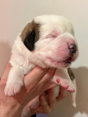Banquise - Chien du Saint-Bernard
