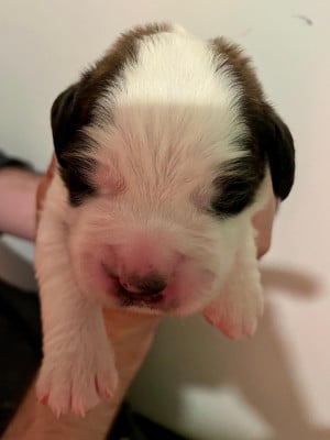 Bonie - Chien du Saint-Bernard