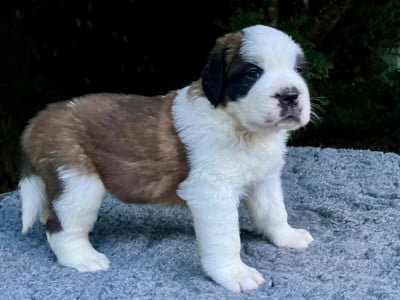 Les chiots de Chien du Saint-Bernard