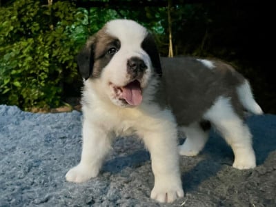 Les chiots de Chien du Saint-Bernard