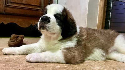 Les chiots de Chien du Saint-Bernard