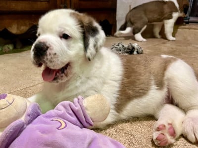 Les chiots de Chien du Saint-Bernard