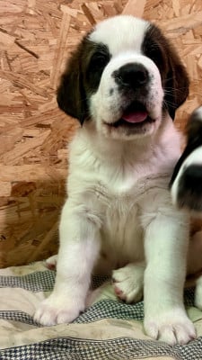 Les chiots de Chien du Saint-Bernard