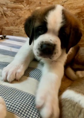 Les chiots de Chien du Saint-Bernard