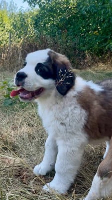 Les chiots de Chien du Saint-Bernard