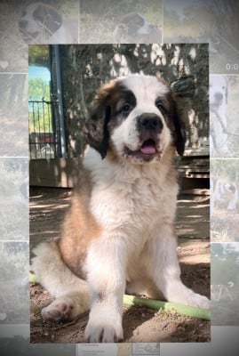 Les chiots de Chien du Saint-Bernard