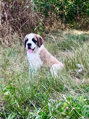 Les chiots de Chien du Saint-Bernard