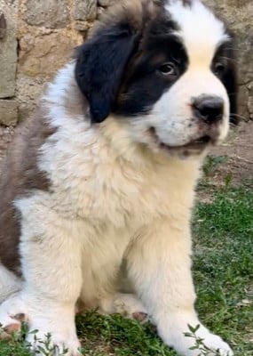 Chien du Saint-Bernard