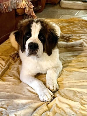 Les chiots de Chien du Saint-Bernard