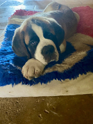 Les chiots de Chien du Saint-Bernard