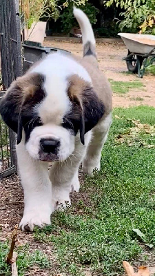 Les chiots de Chien du Saint-Bernard