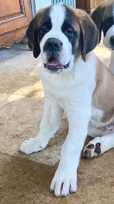 Les chiots de Chien du Saint-Bernard
