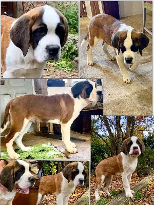 Les chiots de Chien du Saint-Bernard