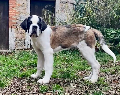 Les chiots de Chien du Saint-Bernard
