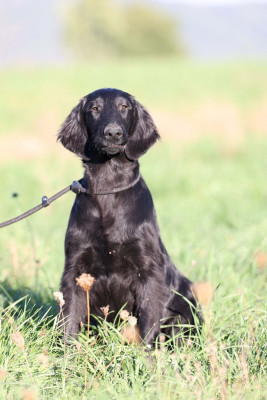 Les chiots de Flat Coated Retriever