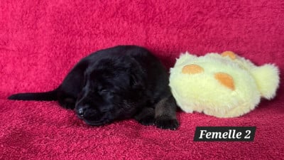 Les chiots de Berger Allemand