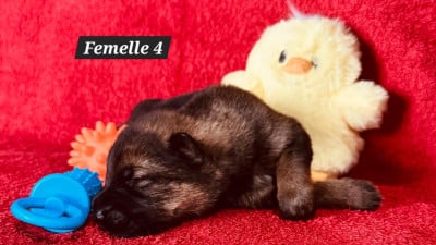 Les chiots de Berger Allemand