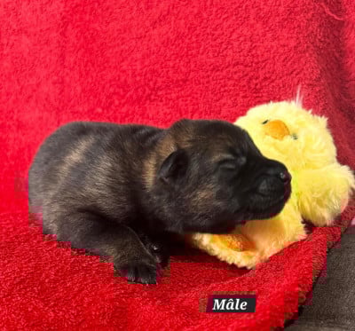 Les chiots de Berger Allemand