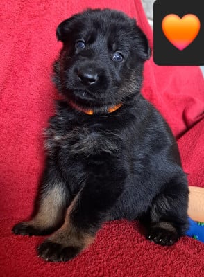 Les chiots de Berger Allemand