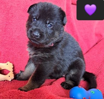 Les chiots de Berger Allemand