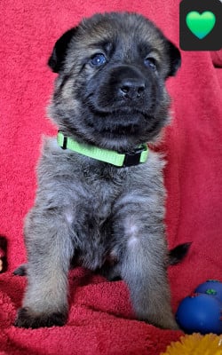 Les chiots de Berger Allemand