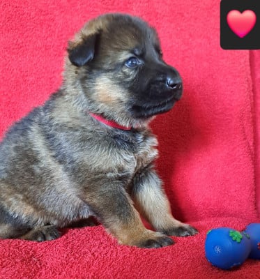 Les chiots de Berger Allemand