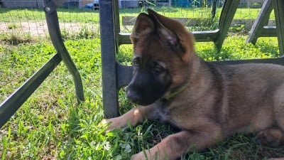 Les chiots de Berger Allemand