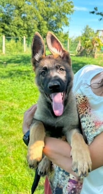 Les chiots de Berger Allemand