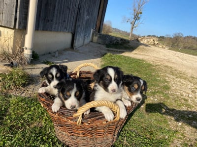 Les chiots de Border Collie