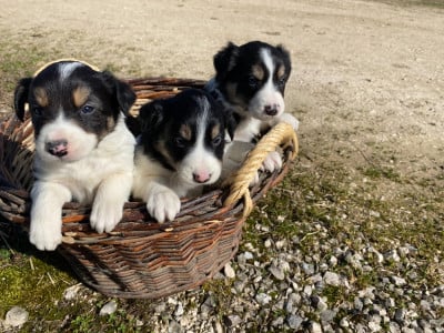 Les chiots de Border Collie
