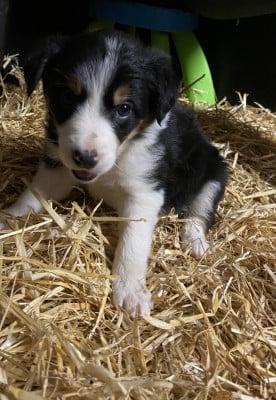 Les chiots de Border Collie