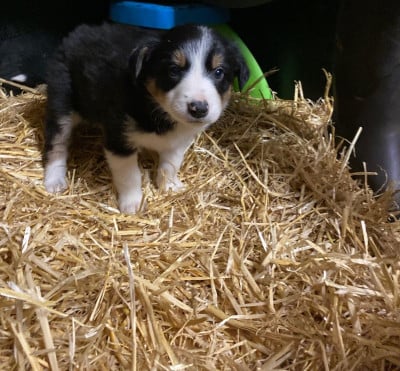 Les chiots de Border Collie