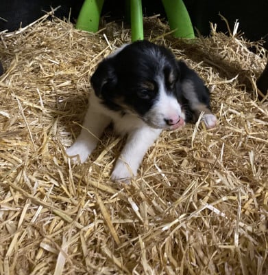 Les chiots de Border Collie