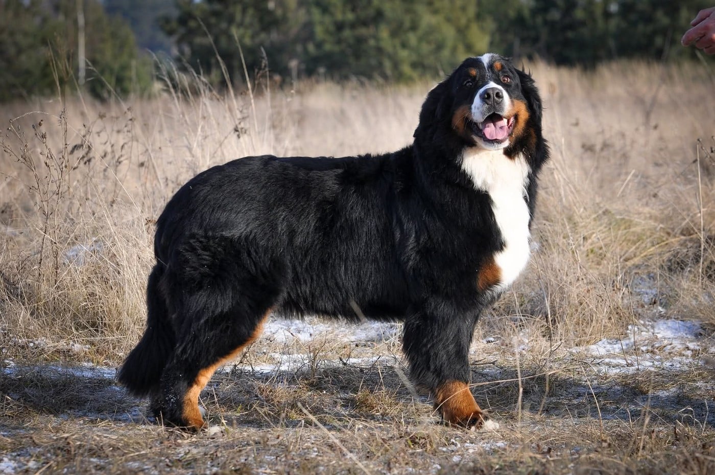 Publication : De La Boule Bernoise Auteur : Chanel baffert