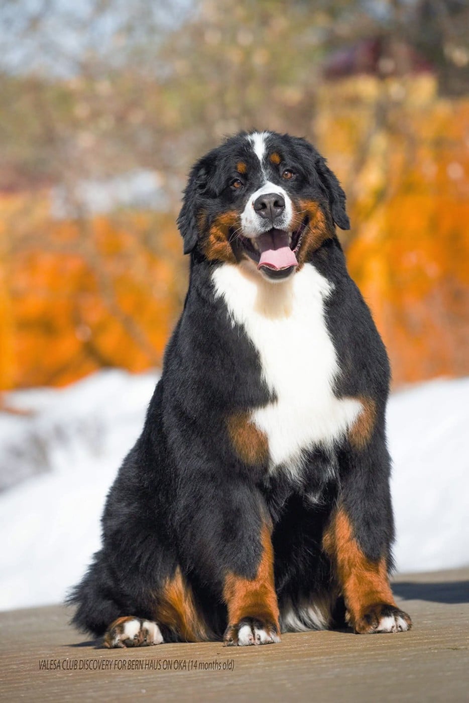 Publication : De La Boule Bernoise Auteur : Chanel baffert