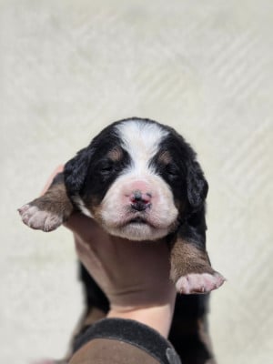 Les chiots de Bouvier Bernois