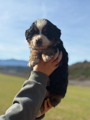 Les chiots de Bouvier Bernois