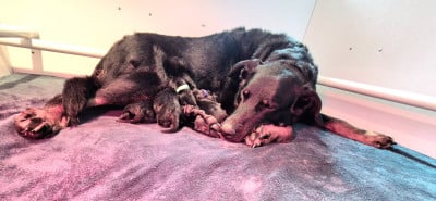 Les chiots de Berger de Beauce
