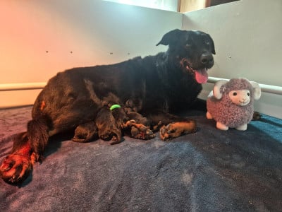 Les chiots de Berger de Beauce