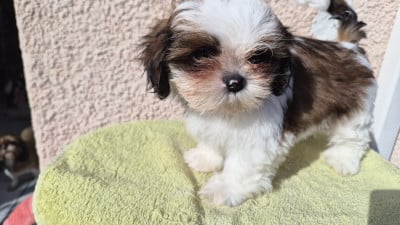 Les chiots de Shih Tzu
