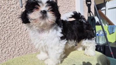 Les chiots de Shih Tzu