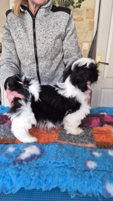 Les chiots de Shih Tzu