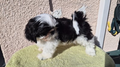 Les chiots de Shih Tzu