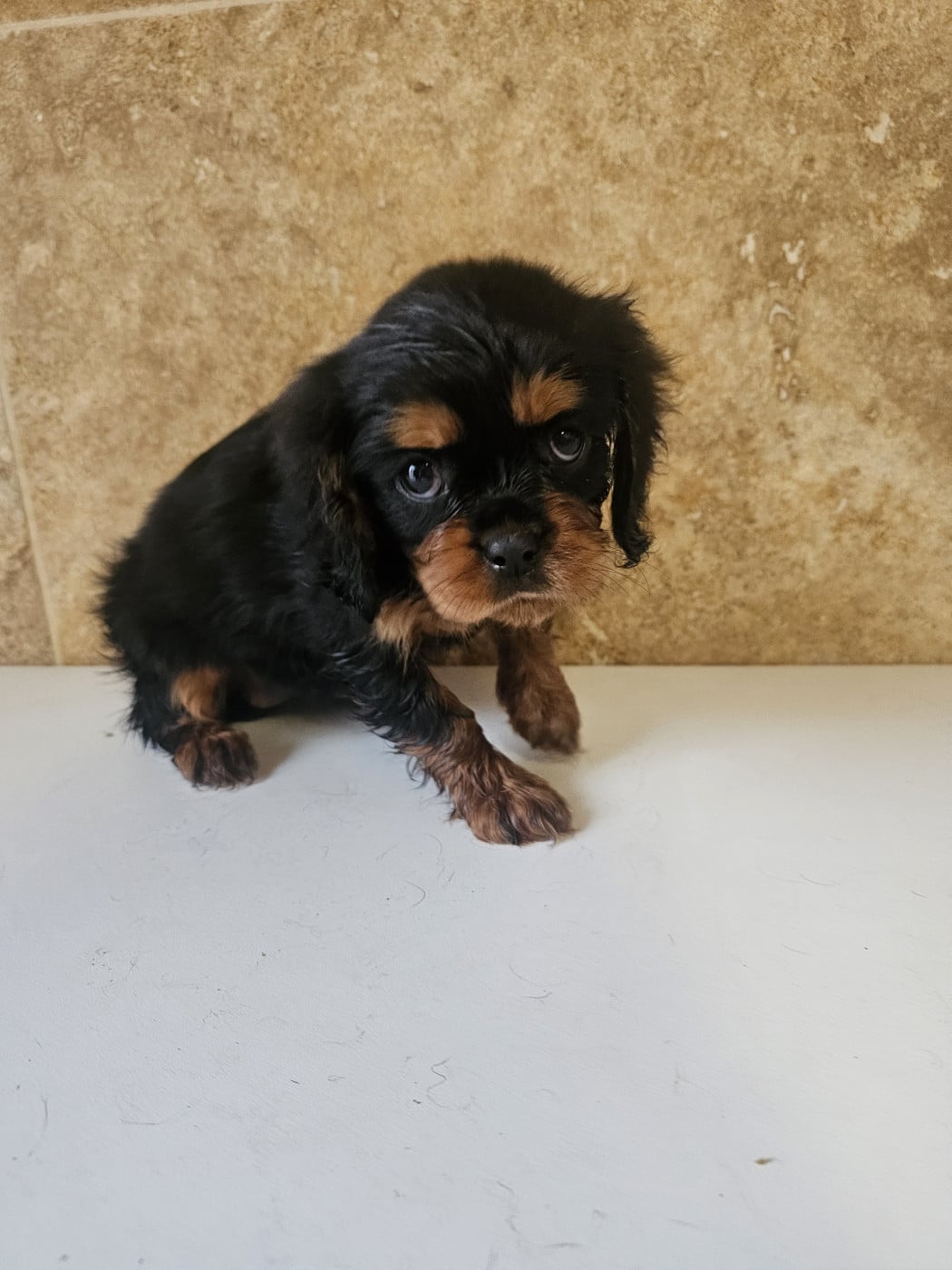 Alma - Cavalier King Charles Spaniel