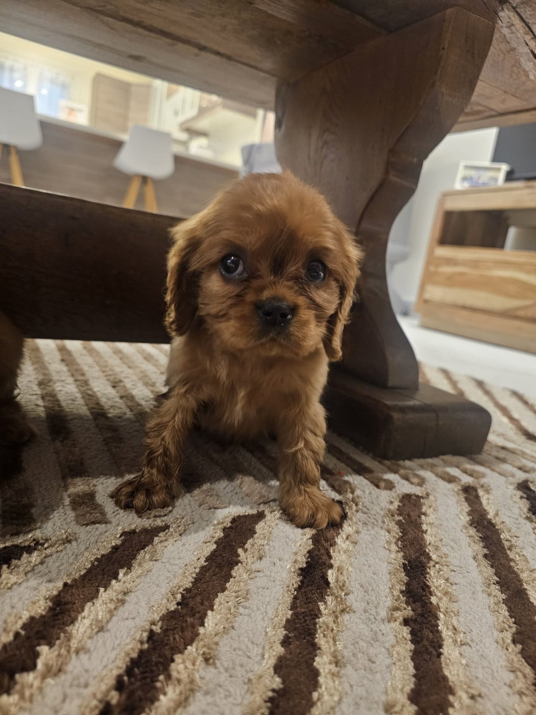 Angel - Cavalier King Charles Spaniel