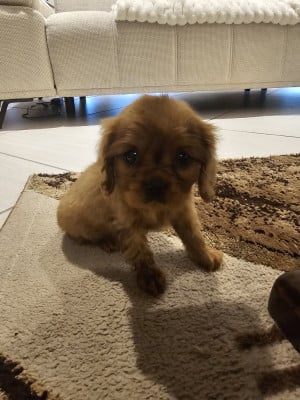 Les chiots de Cavalier King Charles Spaniel